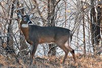 Whitetail Deer in Woods
